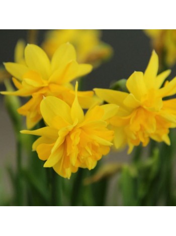 Нарцисс Tete A Tete 2шт р.12/14 каперс 17101