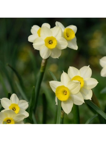 Нарцисс Minnow 2шт р.12/14 каперс 17102