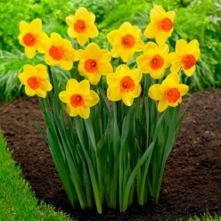 Нарцисс Red Devon 2шт р.12/14 СУПЕР БЮДЖЕТ каперс 17104