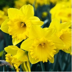 Нарцисс Dutch Master 2шт р.12/14 каперс 17105
