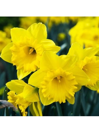 Нарцисс Dutch Master 2шт р.12/14 каперс 17105