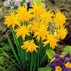 Нарцисс Rip van Winkle 2шт р.12/14 каперс 17107