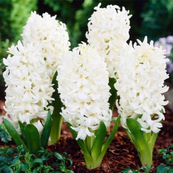 Гиацинт Carnegie 1шт р.14/15 каперс 17125