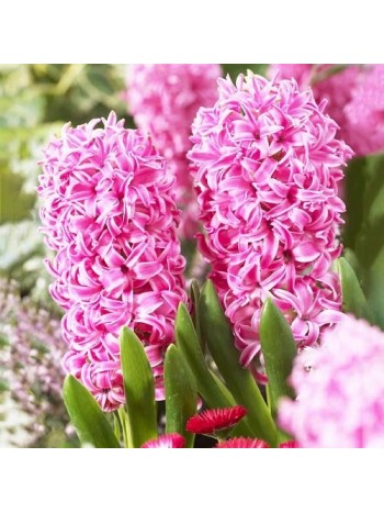 Гиацинт Pink Pearl 1шт р.14/15 каперс 17127