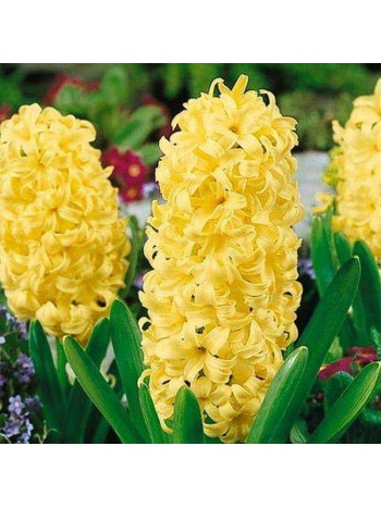 Гиацинт City of Haarlem 1шт р.14/15 каперс 17128