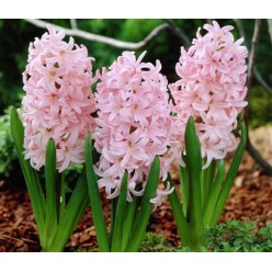 Гиацинт China Pink 1шт р.14/15 каперс 17131