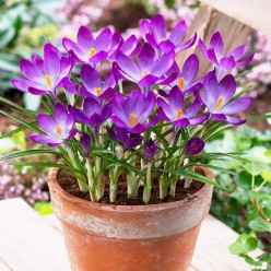 Крокус Ruby Giant 7шт/уп р.5/7 каперс 17141