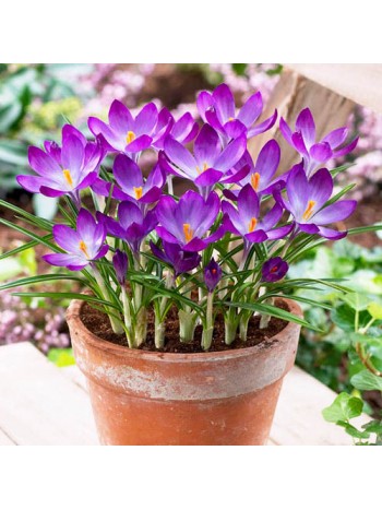 Крокус Ruby Giant 7шт/уп р.5/7 каперс 17141