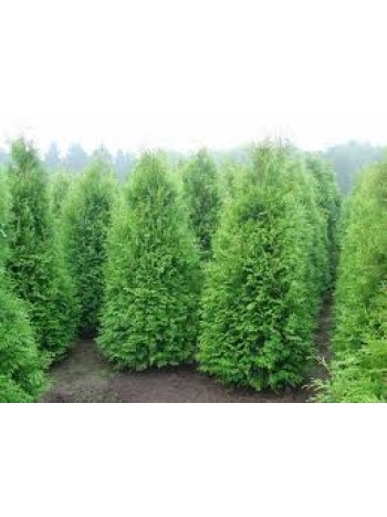 Туя западная Brabant p9 20-35 см