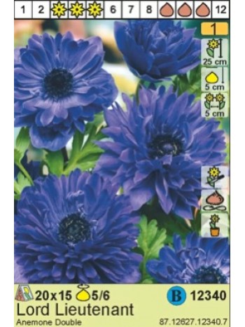 Анемон Lord Lieutenant (x15) р.5/6