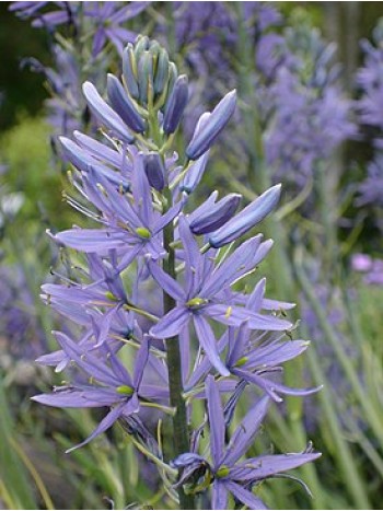 Камассия Leichtinii Caerulea (3 штуки), размер 12/14