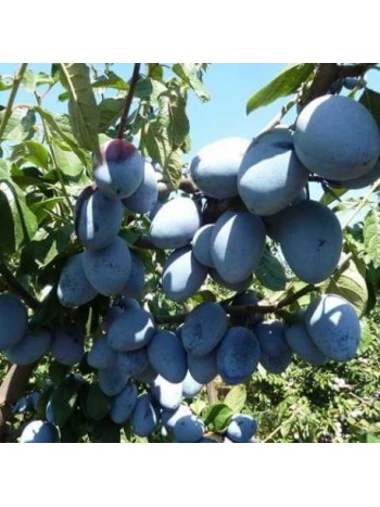 Слива grose de felisio с этикеткой саженец ЗКС Сербия "RI"