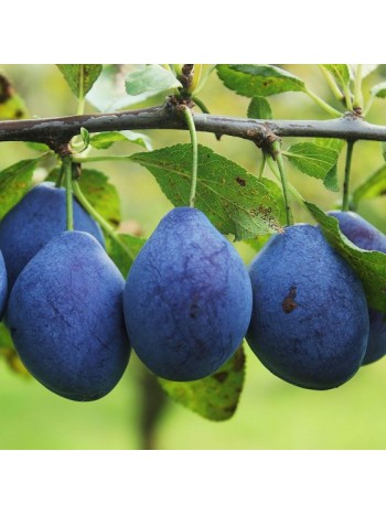 Слива Cacanska rana в пакете саженец ЗКС Сербия"RI"