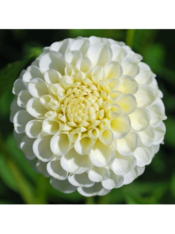 Георгин Boom Boom White 1шт/уп  р.I  (клубень)