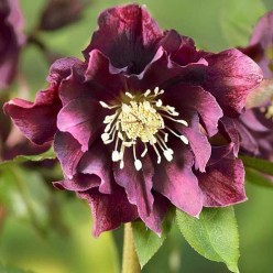 Морозник Double Ellen Purple (x1) р.I