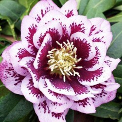 Морозник Double Ellen Pink Spotted (x1) р.I