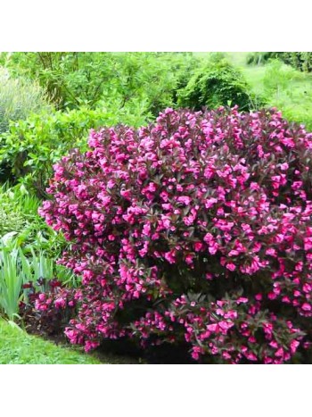 Вейгела флорида Nana Purpurea горшок Co3 50-70см