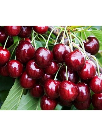 Черешня Regina (саженец ЗКС) Сербия