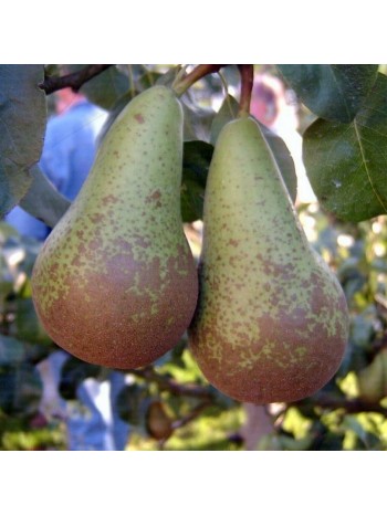 Груша Abate Fetel (саженец ЗКС) Сербия