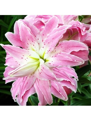 Лилия Lotus Elegance (x1) р.12/14