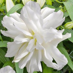 Лилия Lotus Ice (x1) р.12/14