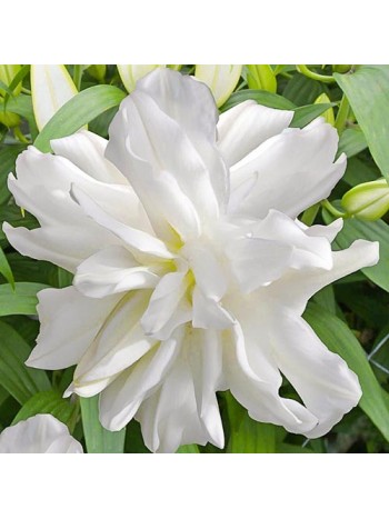 Лилия Lotus Ice (x1) р.12/14