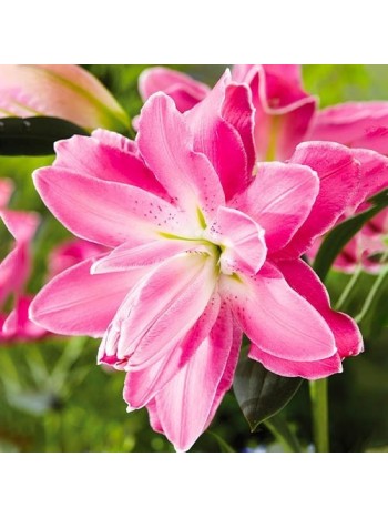 Лилия Lotus Wonder (x1) р.12/14