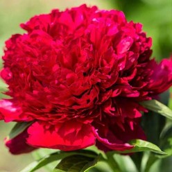 Пион Red (x1) р.1/2