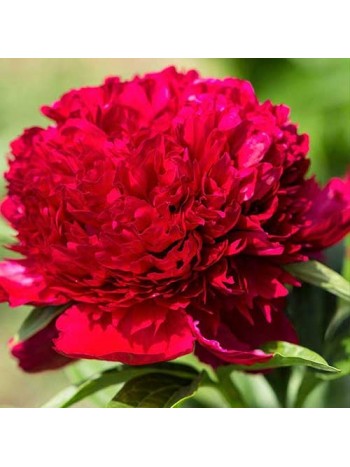 Пион Red (x1) р.1/2
