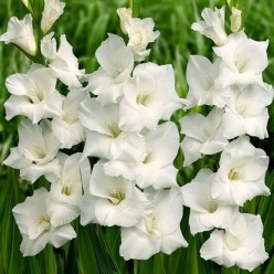 Гладиолус White Friendship (x7) р.12/14