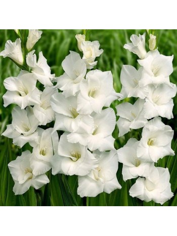 Гладиолус White Friendship (x7) р.12/14