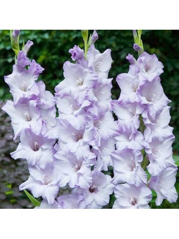 Гладиолус Sweet Blue (x5) р.12/14