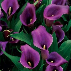 Калла Regal (x1) р.12/14