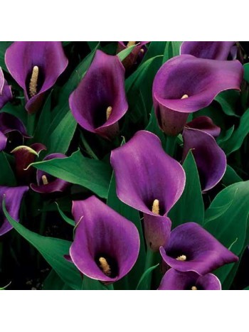 Калла Regal (x1) р.12/14