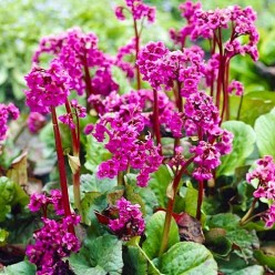 Бергения Cordifolia (x1)