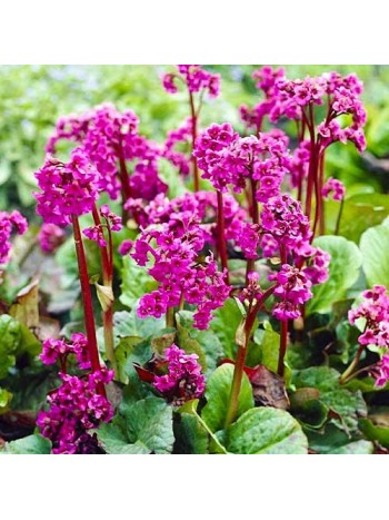 Бергения Cordifolia (x1)
