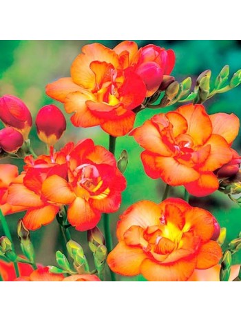 Фрезия Double Orange (x10) р.5/+