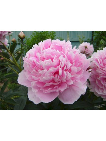 Пион Sarah Bernhardt  х1 шт  р.2/3 (клубень) 75621