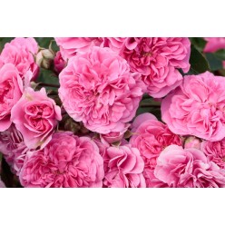 Роза шраб Rose de Quatre Saisons горшок Р9 30-40см