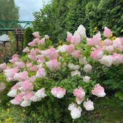 Гортензия метельчатая Sundae Fraise горшок С2-3 30-50см