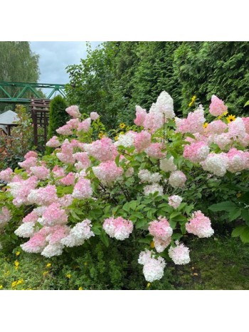 Гортензия метельчатая Sundae Fraise горшок С2-3 30-50см