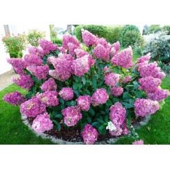 Гортензия метельчатая Sundae Fraise горшок Р9 15-25см
