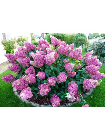 Гортензия метельчатая Sundae Fraise горшок Р9 15-25см
