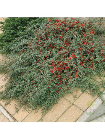 Кизильник ползучий (Cotoneaster dammeri) 