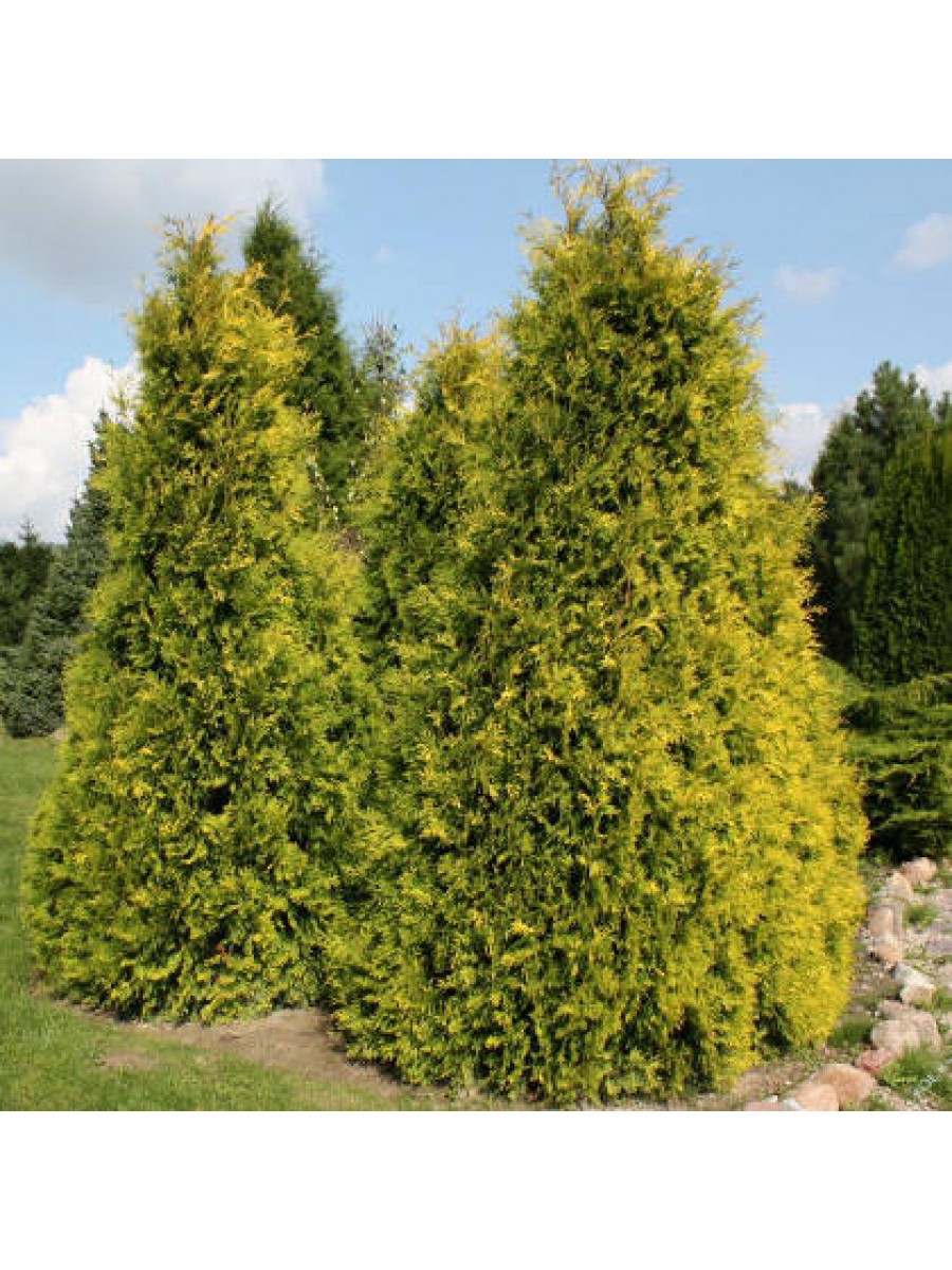 Thuja occidentalis. Туя Западная Еллоу Риббон. Туя Западная Санкист. Ту Западная Еллоу Риббон. Туя Западная Голден Брабант.