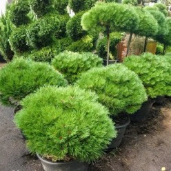 Сосна горная 'Brepo' (Pinus nigra 'Brepo') 