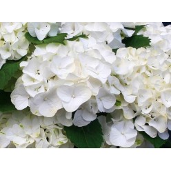 Гортензия крупнолистная White горшок С2 (саженец)