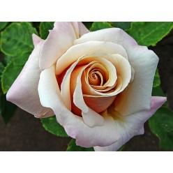 Роза Paul Ricard чайно-гибридная горшок С3