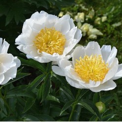 Пион Jan van Leeuwen 1шт/уп  р.2/3 (клубень) 4082