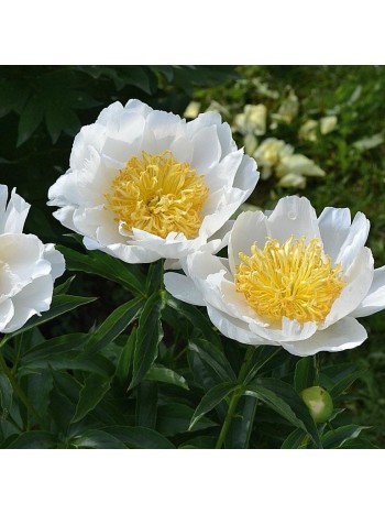 Пион Jan van Leeuwen 1шт/уп  р.2/3 (клубень) 4082